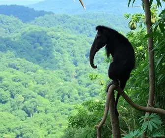 Guia de observação de animais na Amazônia: como planejar a experiência