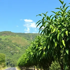 Como chegar no Jalapão: rotas, transporte e dicas