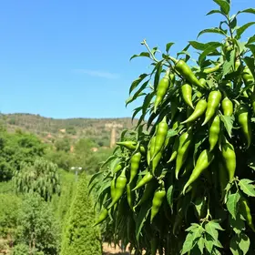Perguntas frequentes sobre Jalapão: respostas úteis