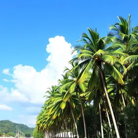Palmas: guia completo para planejar sua viagem
