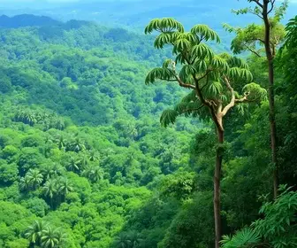 Observação de animais na Amazônia online: como pesquisar antes da viagem