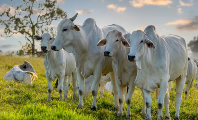 Foto: Ministério da Agricultura